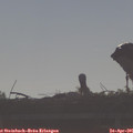 08_20-mast.jpg