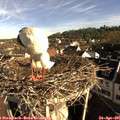 08_20-nest.jpg