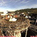 08_25-nest.jpg