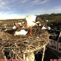 08_30-nest.jpg