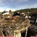 08_35-nest.jpg