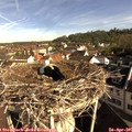 08_50-nest.jpg