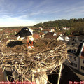 09_20-nest.jpg