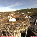 09_35-nest.jpg