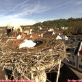 09_40-nest.jpg