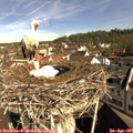 09_50-nest.jpg