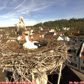 09_55-nest.jpg