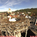 10_00-nest.jpg