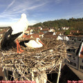 10_05-nest.jpg