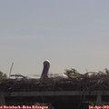 10_20-mast.jpg