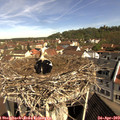 10_20-nest.jpg