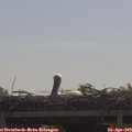 10_25-mast.jpg