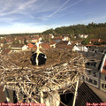 10_25-nest.jpg