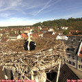 10_30-nest.jpg