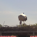 10_35-mast.jpg