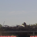 10_40-mast.jpg