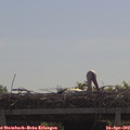 10_45-mast.jpg