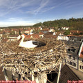 10_45-nest.jpg