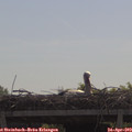 10_50-mast.jpg