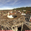 10_50-nest.jpg