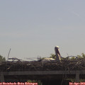 10_55-mast.jpg