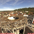 10_55-nest.jpg