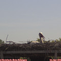 11_00-mast.jpg