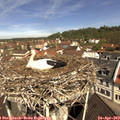 11_00-nest.jpg