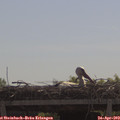 11_05-mast.jpg
