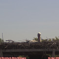 11_10-mast.jpg