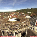 11_10-nest.jpg