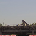 11_15-mast.jpg