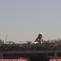11_25-mast.jpg