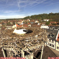 11_25-nest.jpg