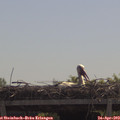 11_30-mast.jpg