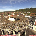 11_30-nest.jpg
