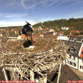 11_35-nest.jpg