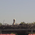 11_40-mast.jpg
