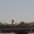 11_45-mast.jpg