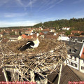 11_45-nest.jpg