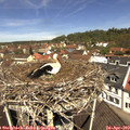 11_50-nest.jpg