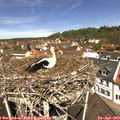 11_55-nest.jpg