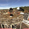 12_00-nest.jpg
