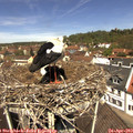 12_05-nest.jpg