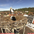 12_10-nest.jpg