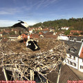12_20-nest.jpg