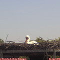 12_25-mast.jpg