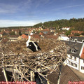 12_35-nest.jpg