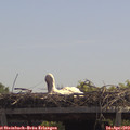 12_40-mast.jpg
