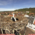 12_40-nest.jpg